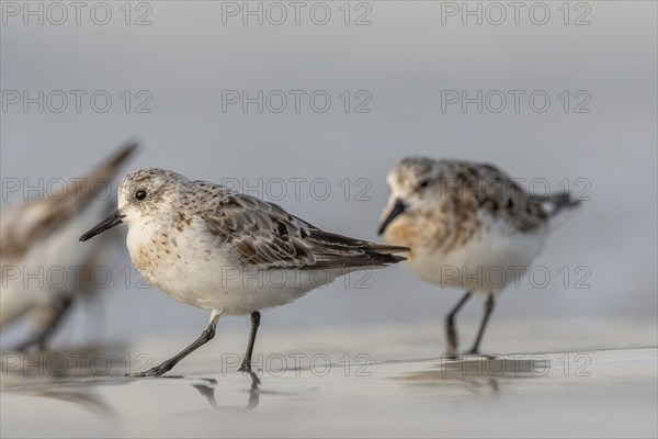 Sanderling (Calidris alba) feeding on a beach. Camaret sur mer, Crozon, Finistere, Brittany,