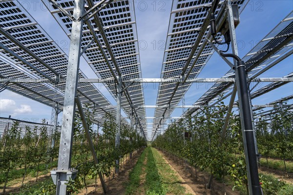 Agri-photovoltaic test plant, an apple orchard with two different systems of PV modules was roofed