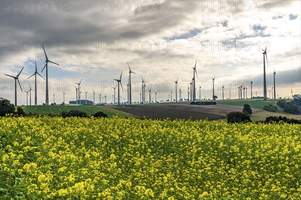 Wind farm near Lichtenau, wind turbines, rape field, North Rhine-Westphalia, Germany, Europe