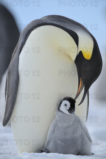 Emperor penguins, Aptenodytes forsteri, Adult Protecting her Chick on her Feet, Snow Hill Island,
