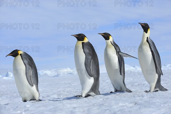 Emperor penguins (Aptenodytes forsteri), Group of Adults, Walking, Snow Hill Island, Antartic