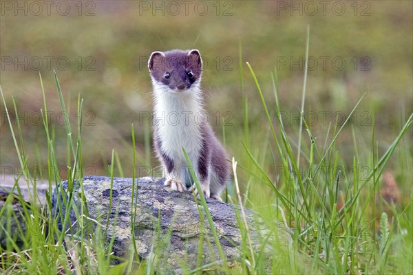 Ermine, (Mustela erminea), large weasel, marten-like, Nordkinnhalvoya, Norway, Europe
