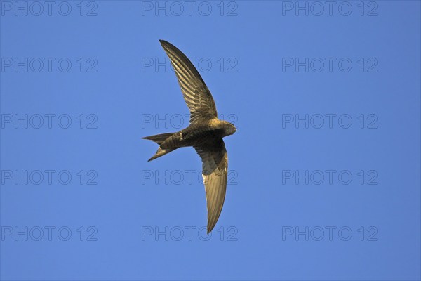 Common swift (Apus apus), family of swallows, Mannheim, Baden-Württemberg, Federal Republic of