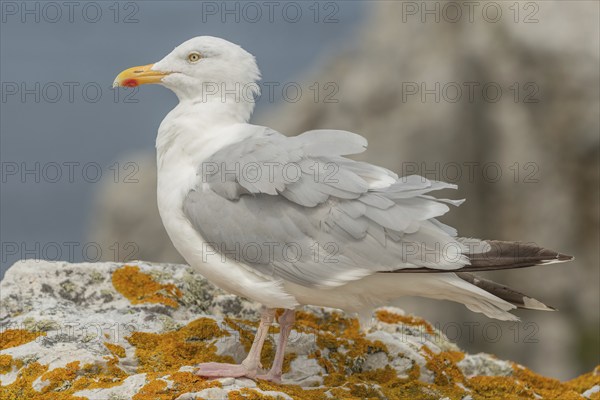Herringgull (Larus argentatus) sitting on a rock. Camaret, Crozon, Finistere, Brittany, France,