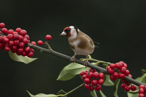 European goldfinch (Carduelis carduelis) adult bird on a Holly tree branch with red berries in