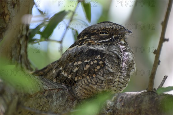 Very rarely seen Little Nightjar (Setopagis parvula), spends the day sleeping in the bushes,