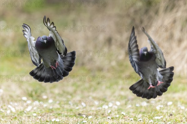 City dove (Columba livia forma domestica) in flight, wildlife, Germany, Europe