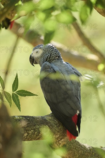 Grey parrot (Psittacus erithacus) sitting on a branch, captive, distribution Africa