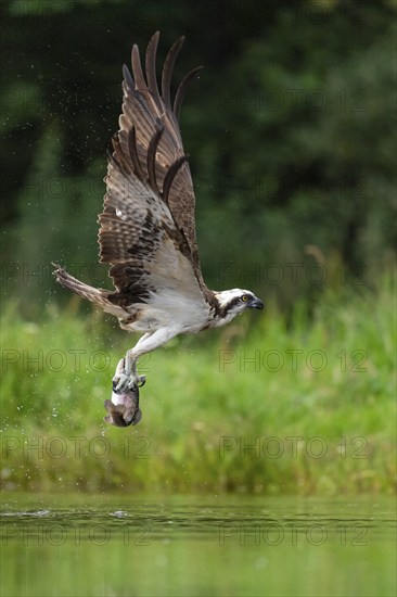 Western osprey (Pandion haliaetus) hunting, Aviemore, Scotland, Great Britain
