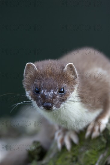 European stoat (Mustela erminea) adult animal portrait, United Kingdom, Europe