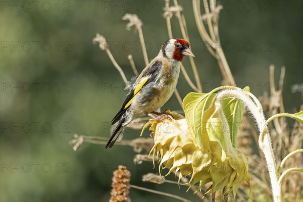 European goldfinch (Carduelis carduelis), also known as goldfinch, sitting on a faded sunflower,