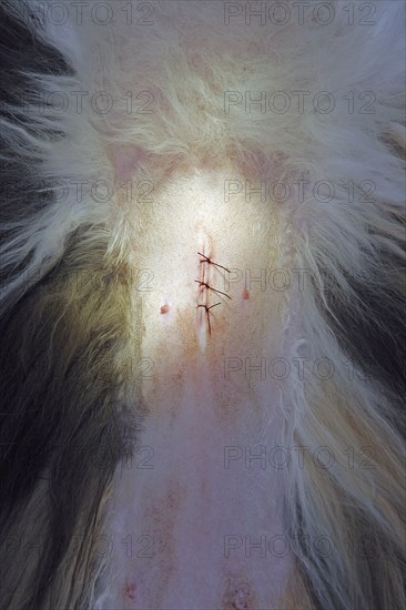 Castration of a cat, vet, Persian cat, sutured wound after castration