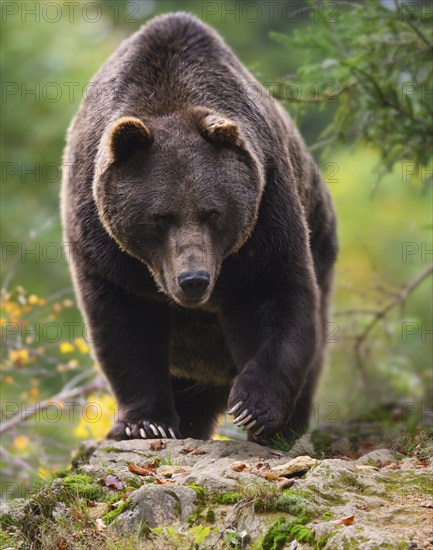 Brown bear (Ursus arctos) running over a rock, captive, Neuschönau enclosure, Bavarian Forest