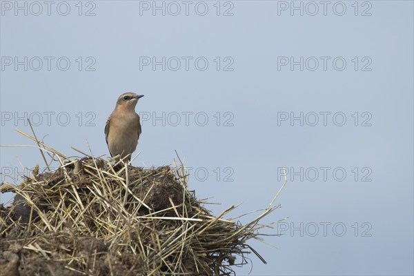 Wheatear (Oenanthe oenanthe) adult bird on a farmland muck heap, Norfolk, England, United Kingdom,