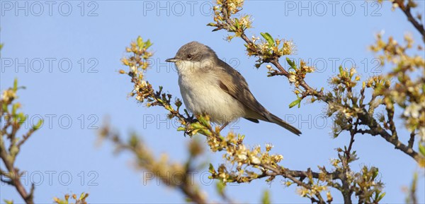 Lesser whitethroat (Sylvia curruca), perch, Quirnheimer Berg, Bad Dürkheim district,