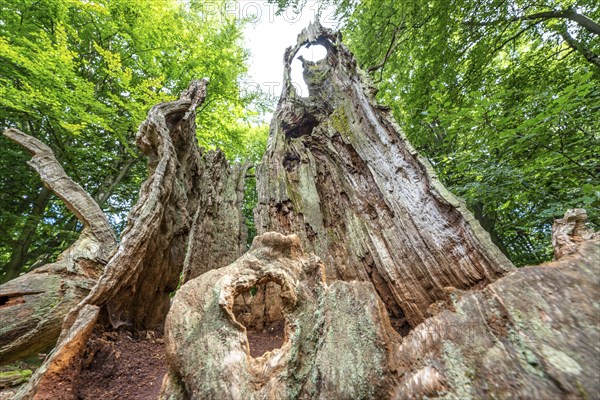 The Sababurg primeval forest, or primeval forest in the Reinhardswald, is a 95-hectare biotope
