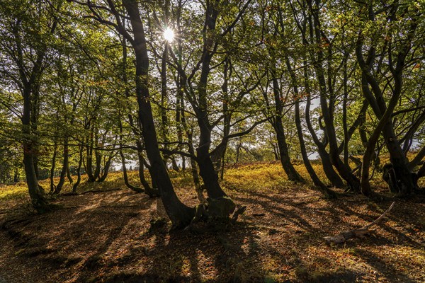 Beech trees on the Kahler Asten, highest mountain in North Rhine-Westphalia, near Altastenberg,