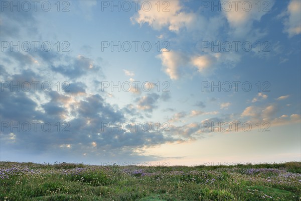 Fleecy clouds adorn the evening blue sky and form the canopy over a meadow of flowers, France,