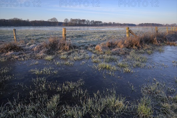Blänke on a wet meadow, at frost, in the morning, NSG Dingdener Heide, North Rhine-Westphalia,