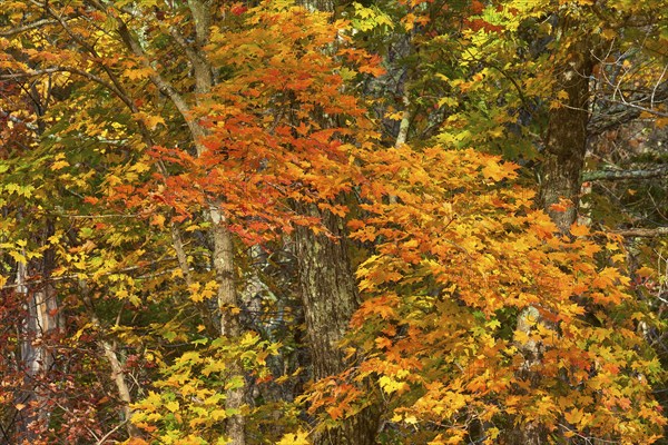 Maple (Acer), with colourful autumn leaves in shades of red, orange and yellow, autumn, New