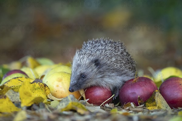 European hedgehog (Erinaceus europaeus) adult animal on fallen apples in a garden in the autumn,