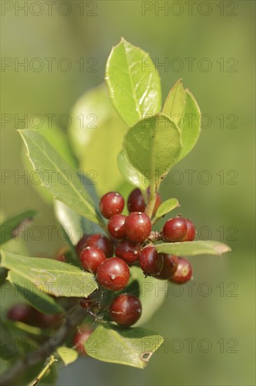 Italian buckthorn (Rhamnus alaternus), twig with leaves and fruit, Provence, southern France