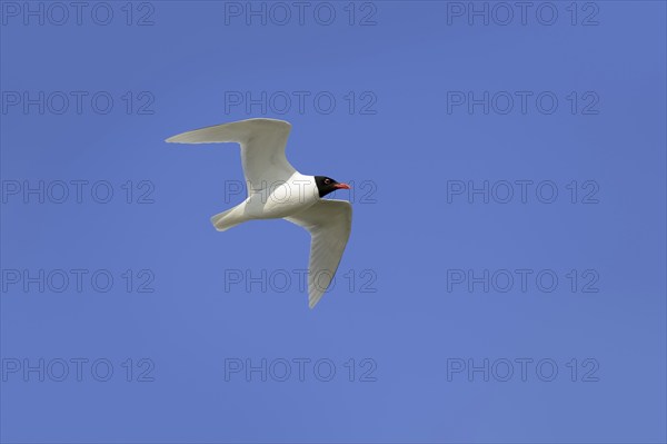 Herring Gull (Ichthyaetus melanocephalus, Larus melanocephalus), flying, Camargue, Provence,