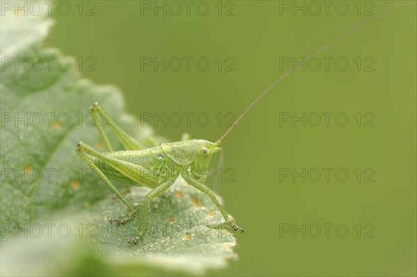 Leafhopper (Tettigonia spec.), nymph, Provence, Southern France