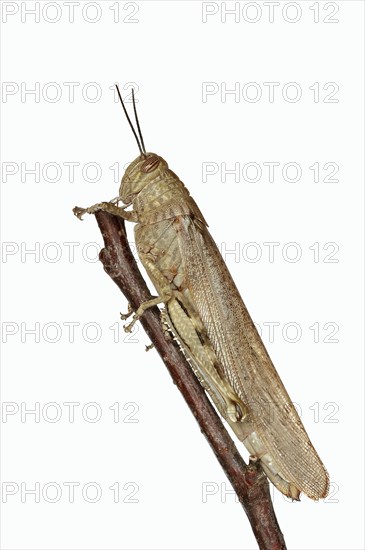 Egyptian locust (Anacridium aegyptium), Camargue, Provence, southern France