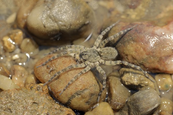 Giant riverbank spider (Arctosa cinerea), female, Provence, southern France