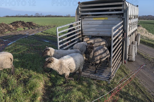 Black-headed domestic sheep (Ovis gmelini aries) run from the trailer to the pasture,