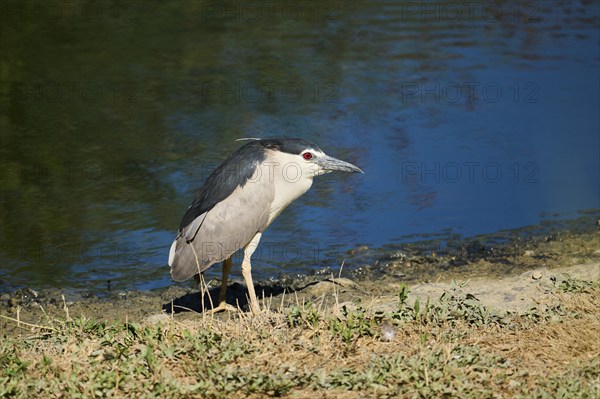 Black-crowned night heron (Nycticorax nycticorax) standing beside the water, Camargue, France,