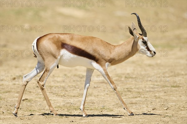 Springbok (Antidorcas marsupialis), walking through the dessert, captive, distribution Africa
