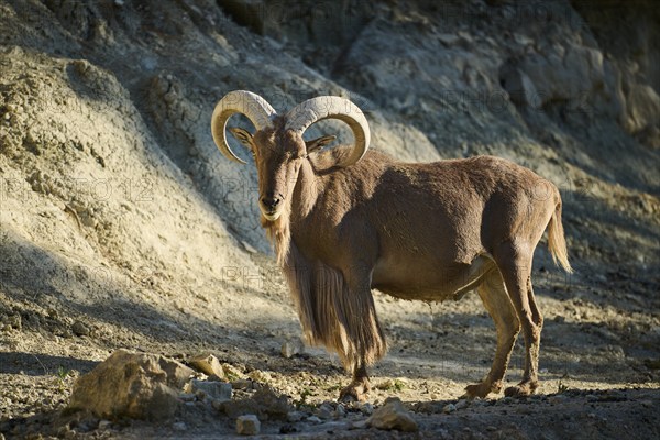 Aoudad (Ammotragus lervia) standing in the dessert