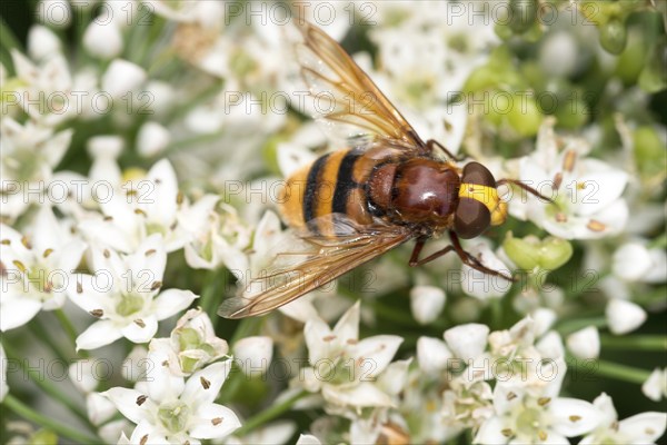 Hornet hoverfly (Volucella zonaria) or large forest hoverfly or giant bumblebee hoverfly sits on