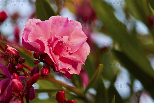 Close-up of a single pink flower with soft background, Koroni, Byzantine fortress, nunnery,