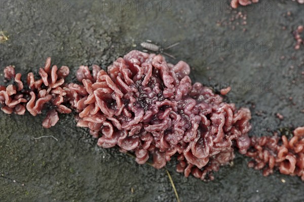 Flesh-red gall tumbler (Coryne dubia, Ascocoryne sarcoides), secondary fruit form or conidial form,