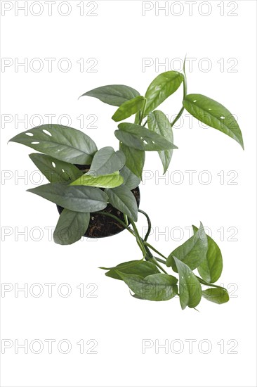 Top view of tropical 'Epipremnum Pinnatum Cebu Blue' houseplant with silver-blue leaves in flower