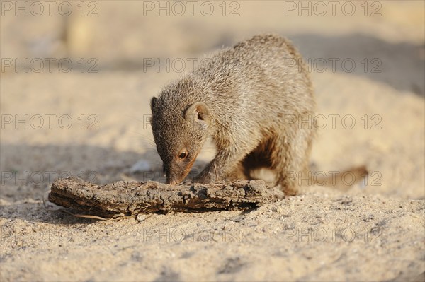 Banded mongoose (Mungos mungo), juvenile, captive, occurrence in Africa