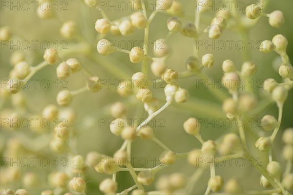 Elder (Sambucus nigra), umbrella panicle with single flowers still closed, North Rhine-Westphalia,