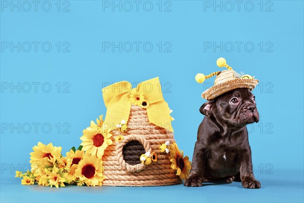 Black French Bulldog dog puppy with bee costume hat with antlers sitting next to beehive and