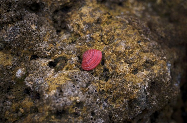 Red shell on the beach, Praia da Dona Ana, Lagos, cliffs, Atlantic Ocean, Algarve, Portugal, Europe