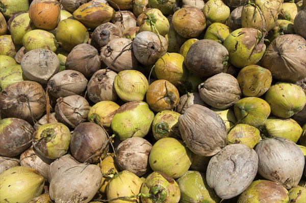 A pile of fresh coconuts, fruits of the coconut palm (Cocos nucifera), for the production of copra,
