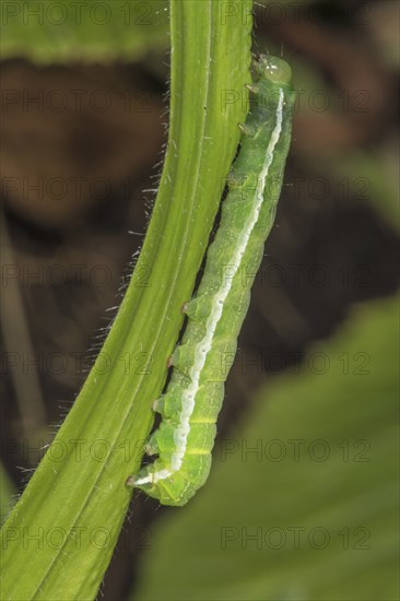 Close-up of a Gothica catkin owl caterpillar (Orthosia gothica) on a leaf stalk in nature, the