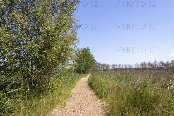 Circular hiking trail, trees, grass, Darßer Ort, Born a. Darß, Mecklenburg-Vorpommern, Germany,