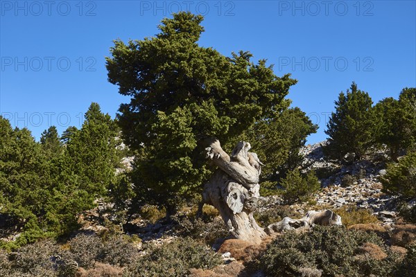 Niatos Plateau, Single, twisted pine tree in front of a blue sky, near Askifou, Sfakia, West Crete,