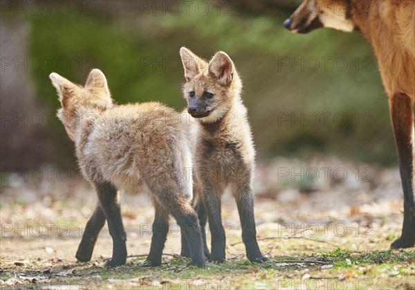 Maned wolf (Chrysocyon brachyurus) cub in spring, captive, Germany, Europe