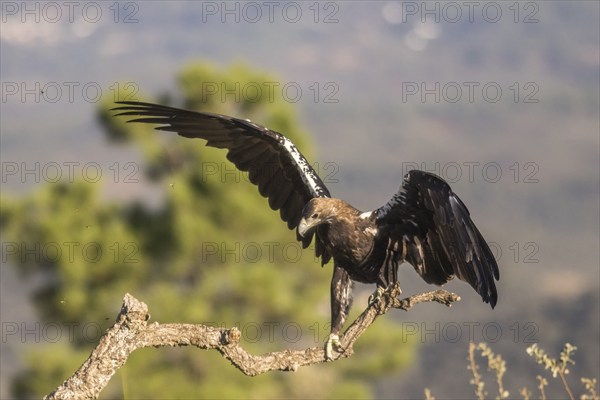 Iberian Eagle (Aquila adalberti), Spanish imperial eagle, Extremadura, Castilla La Mancha, Spain,