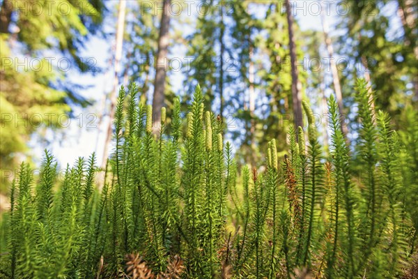 Interrupted club-moss (Spinulum annotinum) growing on the forest floor in a pine woodland at summer