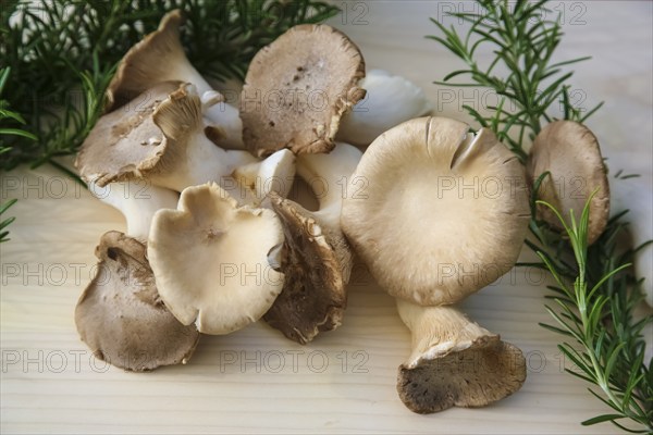Brown king oyster mushroom (Pleurotus eryngii), cultivated mushrooms, raw king oyster mushrooms on